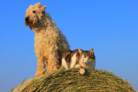 More Tales of Animal Buddies on the Homestead Image